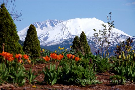 Mt-St-Helens.com  (C) Natures Discovery LLC 